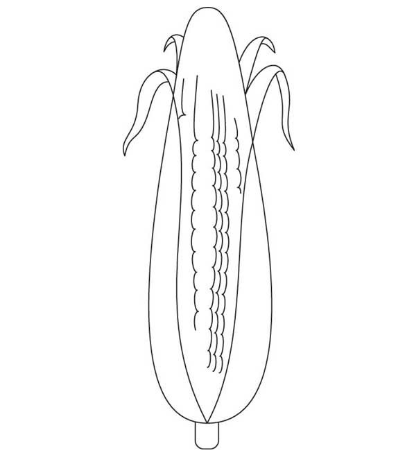Field corn coloring page Field corn coloring page
